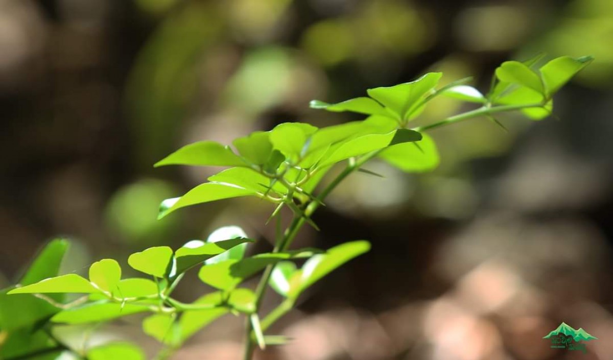 Triphasia trifolia (Burm.f.) P.Wilson